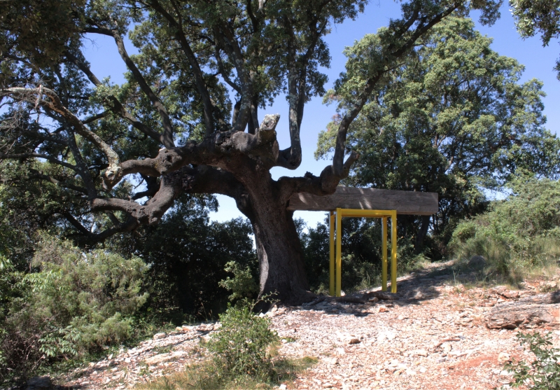 files/cèdre et chêne 1.jpg